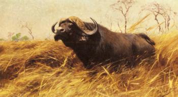 弗裡德裡尅 威廉 庫納特 An African Buffalo